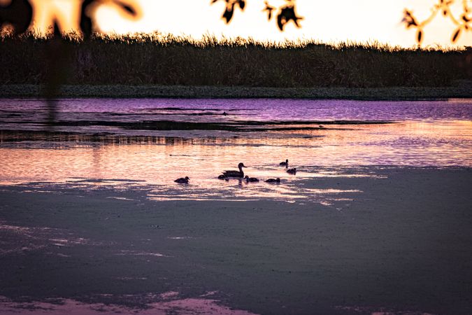 Mother duck and ducklings in quiet marshy lake at dawn or dusk