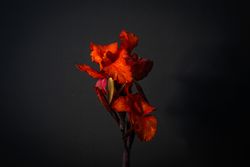 Red canna flower on dark background