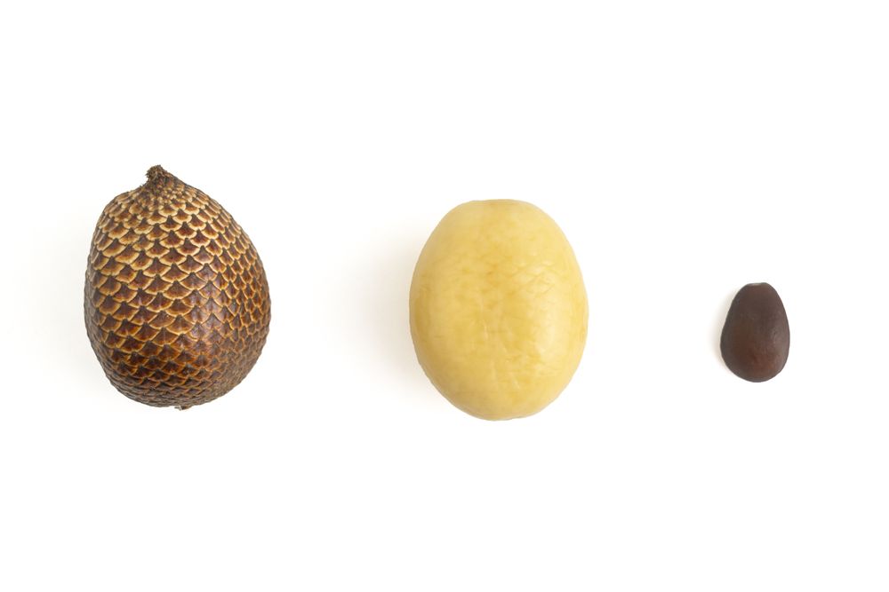 snake fruit
