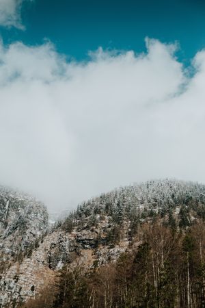 Slope covered with trees in snow against bright sky