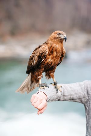 Bald eagle on person's arm