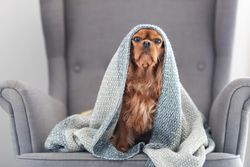 Cavalier spaniel on grey seat peaking out under blanket