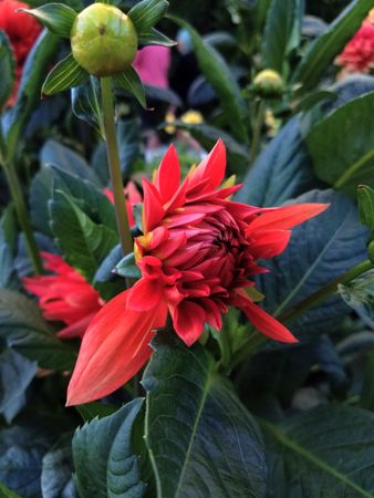 Red dahlia in bloom