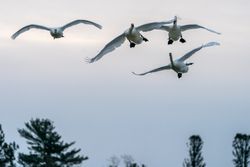 Four Trumpeter Swans in flight in McGregor, Minnesota