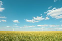 Beautiful rapeseed field with windmills against blue sky