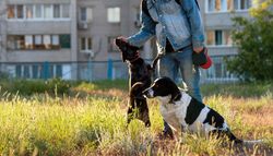 Man training dogs in grassy urban park.