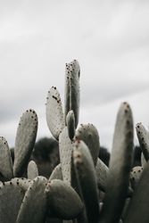 Cactus with small thorns