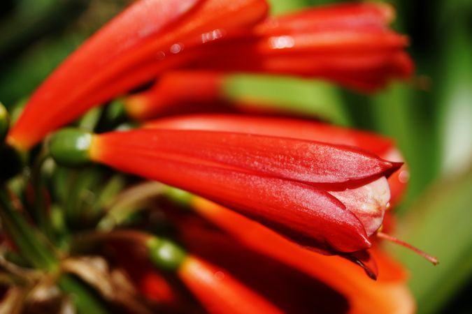 Red flowers of tropical plant