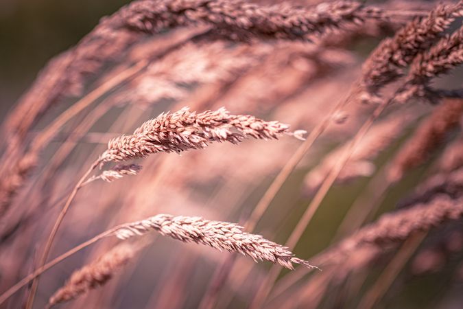 Long grass with pinkish hues from the sun