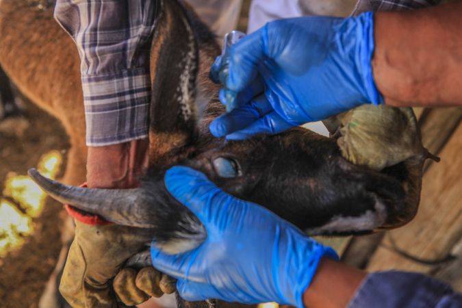 Veterinarian curing domestic animal