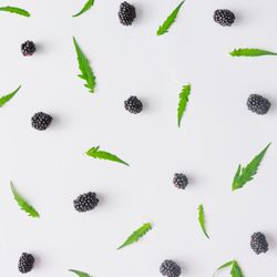 Pattern of blackberry fruit and leaves on light background