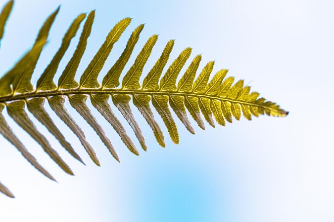 Green fern branch against a bright blue sky with clouds