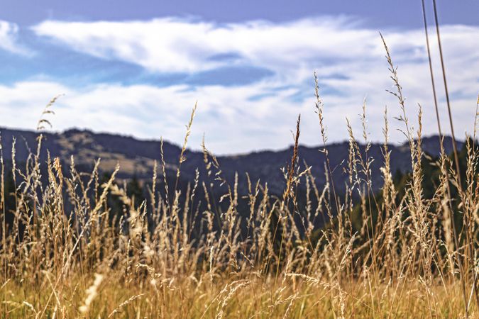 Long dry grass in foreground of picture of mountains