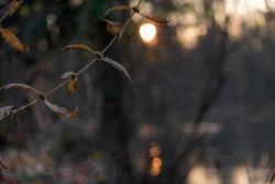 Dry autumn branches in a forest at sunset