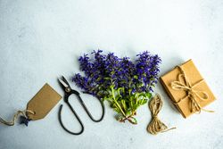 Summer background with blue flowers ready for arrangement