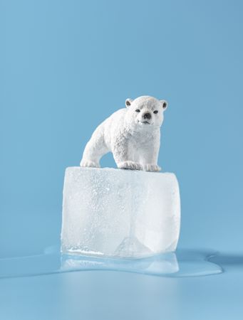 Baby polar bear on a melting ice cube, isolated on a blue background
