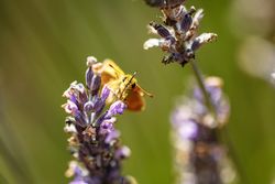 Orange butterfly head on sitting on a purple bud
