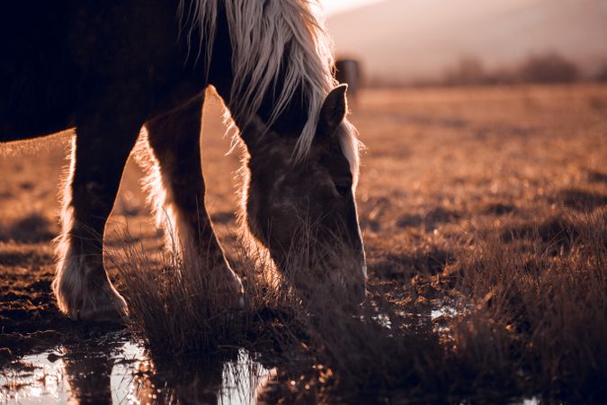 Wild horses pasturing on field near water