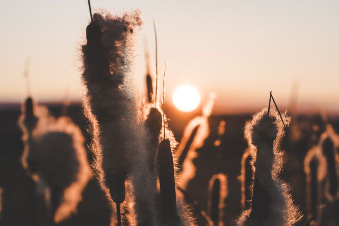 Reeds with fluffs at sunset