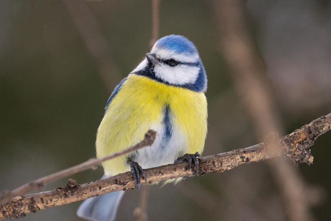 Round Blue Icon for Site, Bird on Branch,tit, Flat Style, Stock