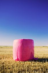 Bales wrapped with pink plastic