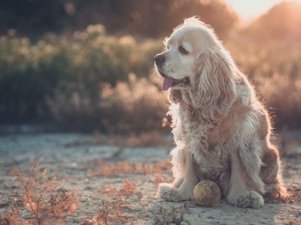 Funny dog lying on ground between plants