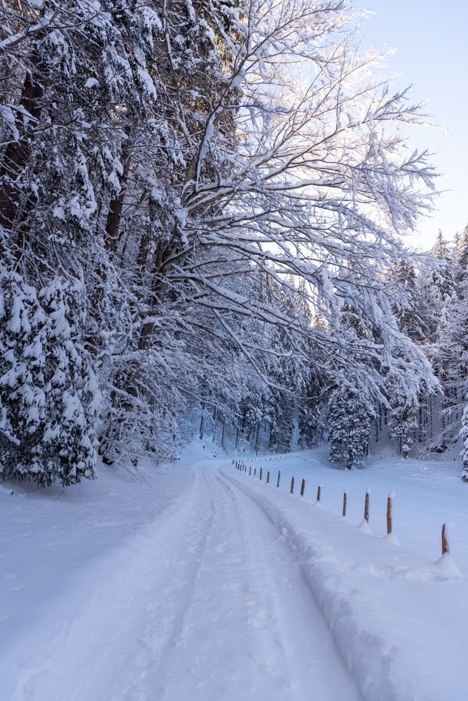 Winter road through snowy forest in the Bavarian Alps, Germany