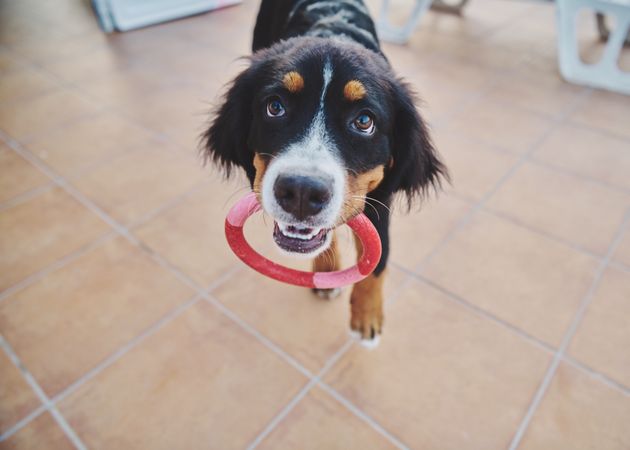 Bernese dog playing with ring in mouth
