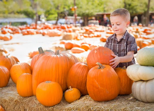 Young Cute Boy Having Fun at the Pumpkin Patch .on a Sunny Fall Day.