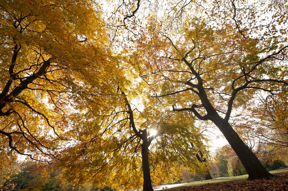 Landscape of autumn park