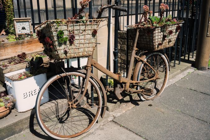 Rusty bicycles with plants in baskets