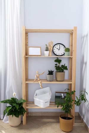 Cozy hobby - growing indoor plants at home