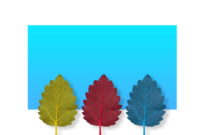 Three leaves on bright blue background