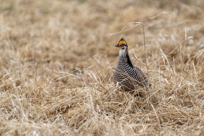 Prairie Chicken with orange head at Hamden Slough National Wildlife Refuge in Hamden Township, Minnesota