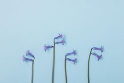 Flat lay of violet flowers on pastel blue background