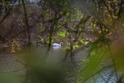 Swan in the pond shot through branches