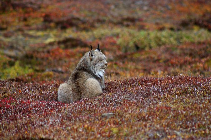 Lynx sitting in field