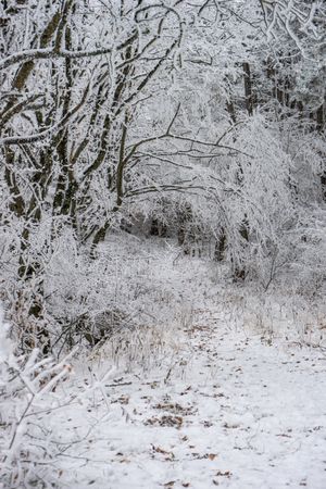 Winter snowy landscape