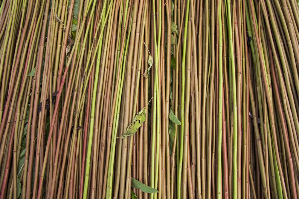 Red Green Raw Jute Texture background. This is the Called Golden Fiber in Bangladesh