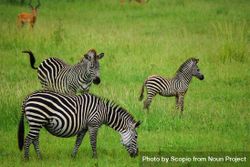 Three zebras on green grass field bGBDA4
