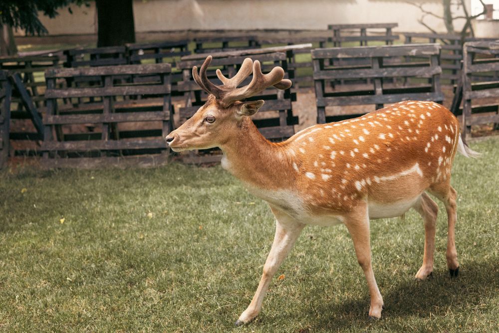 Portrait of young deer with spots standing in the grass