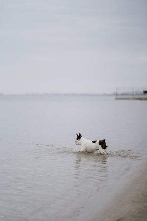 Dog running on beach inside sea