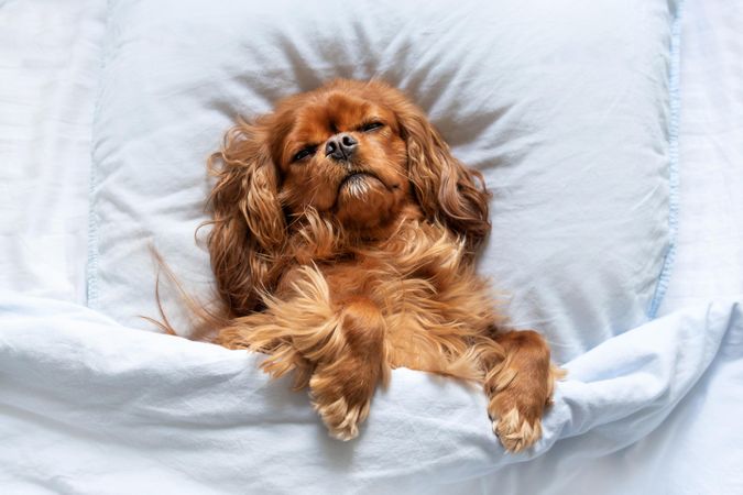 Cavalier spaniel tucked into the bedsheets with eyes closed