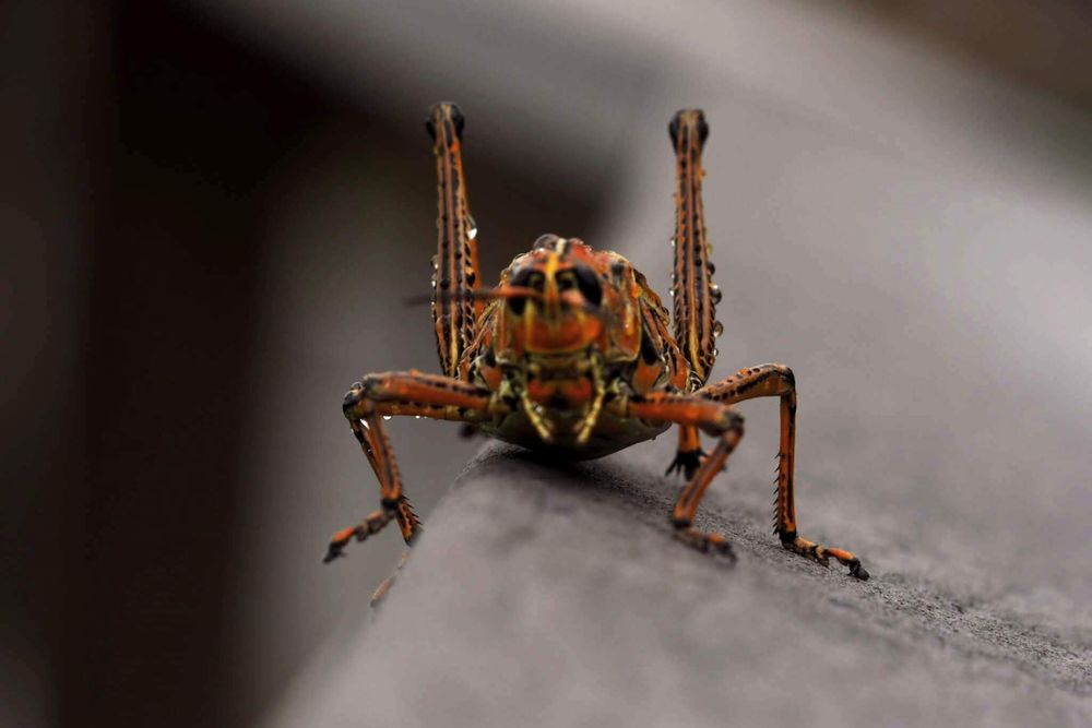 Vivid Giant: Macro Shot of a Bright Orange Cricket