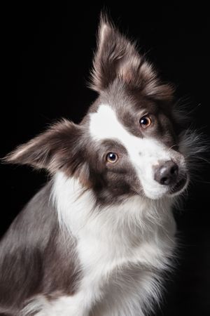 Amazing dog staring at camera