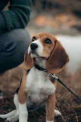 Brown and light short coated Beagle dog