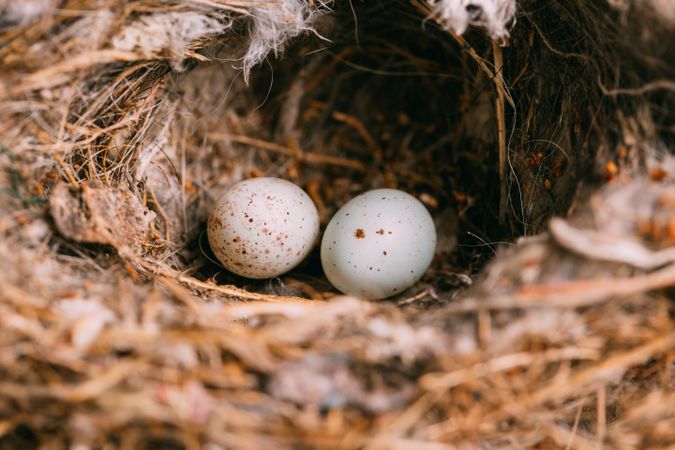 Bird nest on conifer tree