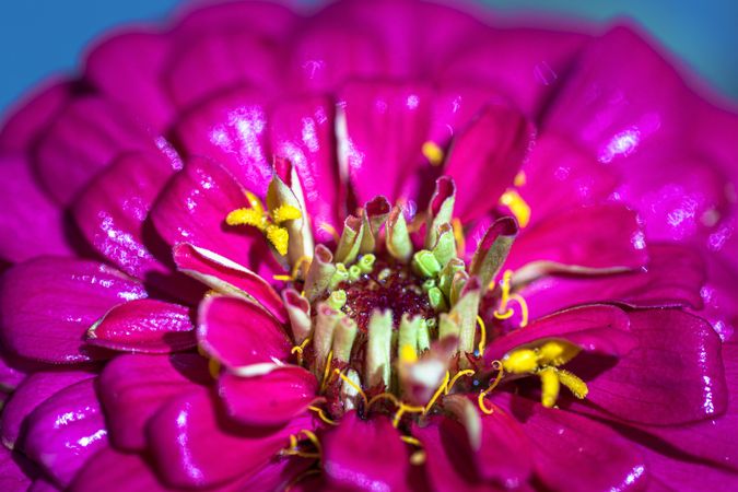 Center of vibrant pink zinnia flower