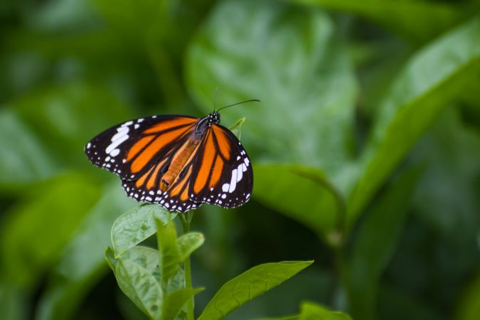 A beautiful Striped Tiger Butterfly on fresh green leaves at a forest area in Mumbai, India