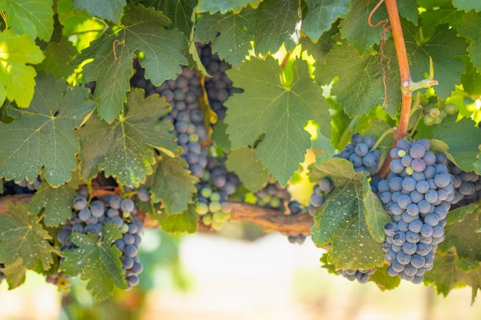 Vineyard with Lush, Ripe Wine Grapes on the Vine Ready for Harvest